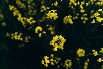 Canola field  Rapeseed   flowers field on spring 