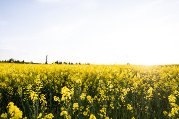 Canola field  Rapeseed   flowers field on spring 