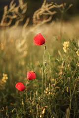 Fototapeta premium red poppies in a grass field 
