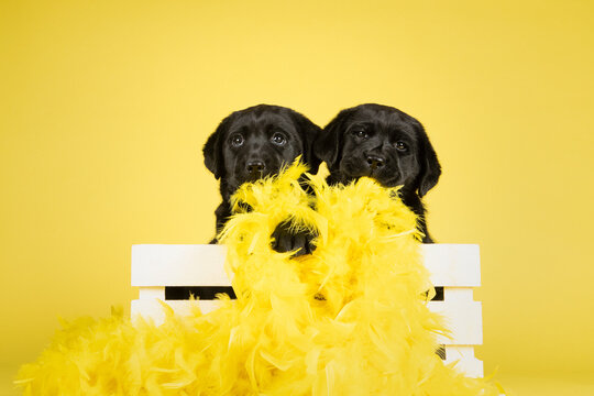 Two naughty black labrador puppy dogs playing with yellow easter feathers on a yellow background