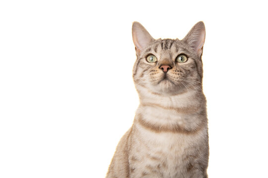 Portrait of a snow bengal purebred cat looking up on a white background