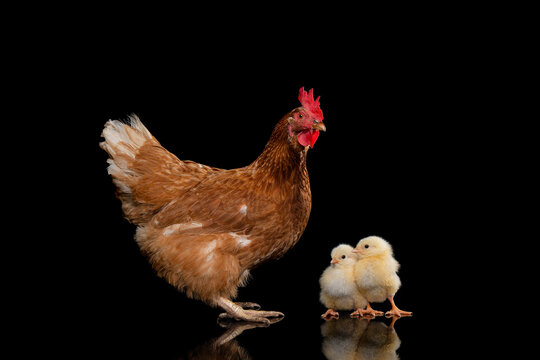 Brown adult chicken with two young chicks on a black background with reflection