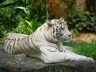 white tiger or bleached tiger is a leucistic pigmentation variant of the Bengal tiger, Siberian tiger and hybrids between the two.