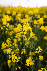 Canola field  Rapeseed   flowers field on spring 