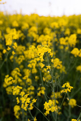 Canola field  Rapeseed   flowers field on spring 