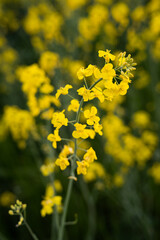 Canola field  Rapeseed   flowers field on spring 