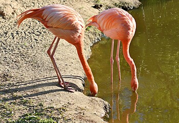 two pink flamingos drink water from a pond. Zoo Nizhny Novgorod. Russia
