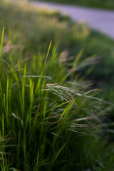 Canola field  Rapeseed   flowers field on spring 
