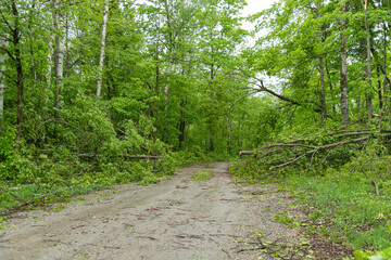 Tree Damage Rural Ontario Storm Damages May 21, 2022