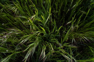 Canola field  Rapeseed   flowers field on spring 