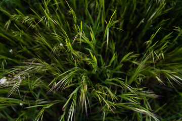 Canola field  Rapeseed   flowers field on spring 