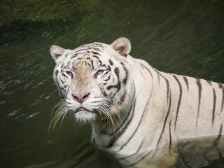 white tiger or bleached tiger is a leucistic pigmentation variant of the Bengal tiger, Siberian tiger and hybrids between the two.