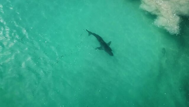 Drone shot above a great white shark in shallow water