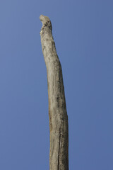 dry tree branch in sky background