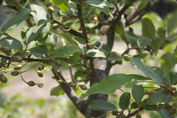 Unripe Ripe Autumn Olive Berries (Elaeagnus Umbellata)  and leaves