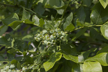 Unripe blueberry plant with fruits