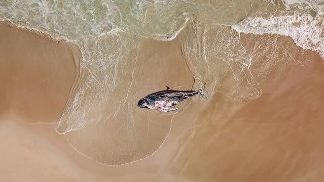 Drone shot moving towards a dead whale washed up on the beach as waves wash over it