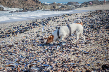 Fototapeta premium Jack Russell Terrier dog playing on the beach, Cape Town, South Africa