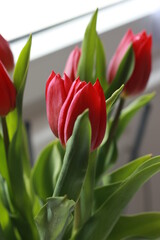 Bouquet of beautiful tulips flowers