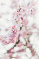 Spring pink cherry flowers on a branch, spring bright wallpaper, blooming branch of pink cherry.