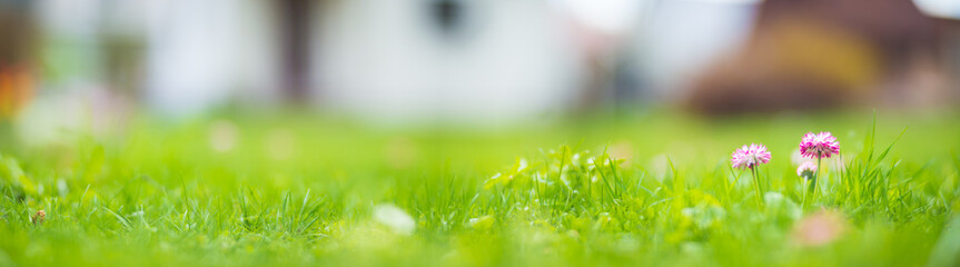 Panoramic background of a close up wildflowers. Beautiful natural countryside landscape. Selective focusing on foreground with strong blurry background and copyspace