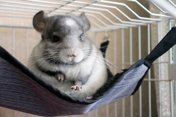 Charming chinchilla in a cage. Pedigree gray chinchilla. The pet sits on a hammock.