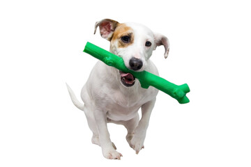 Fototapeta premium A dog with a toy in its mouth