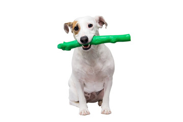 A dog with a toy in its mouth