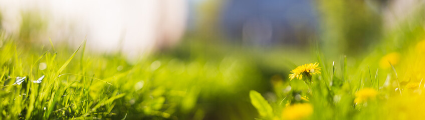 Panoramic background of a close up wildflowers. Beautiful natural countryside landscape. Selective focusing on foreground with strong blurry background and copyspace