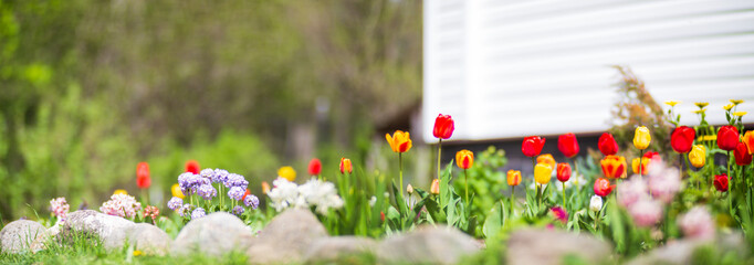 Background banner panorama of flowers in the yard. Beautiful natural panoramic countryside...