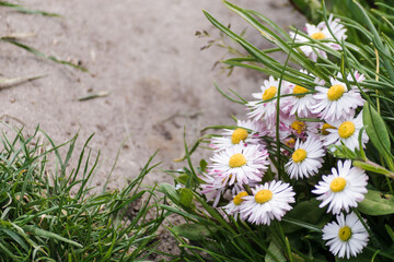 Bellis perennis wildflower with pink petals. Daisy bush on a stone background with space for text. Natural frame © Anna Skliarenko