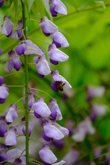 Obraz na płótnie Canvas 藤の花とミツバチ