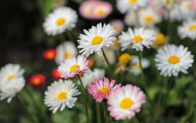 White chamomile flowers in a summer garden on a blurred background