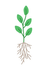 Obraz premium A plant with a root system, vector illustration doodle style.