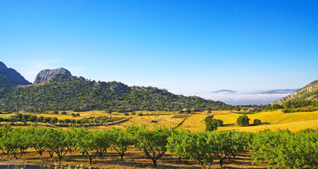 Beautiful rural idyllic quiet yellow green landscape valley, green olive grove, hills, sea of low morning stratus clouds, agriculture fields, Axarquia, Montes de Malaga, Spain