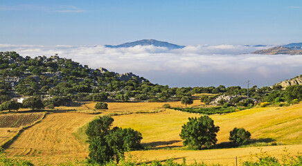 Beautiful calm rural yellow green landscape valley, sea of low layer morning stratus clouds, golden agriculture fields, green trees, Axarquia, Montes de Malaga, Spain - obrazy, fototapety, plakaty