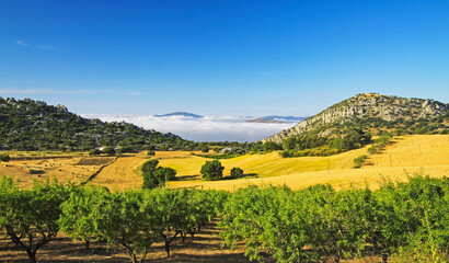 Beautiful rural quiet yellow golden green landscape valley, olive grove, hills, sea of low morning stratus clouds, agriculture fields, Axarquia, Montes de Malaga, Spain - obrazy, fototapety, plakaty