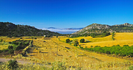 Obraz premium Beautiful rural quiet yellow green landscape mountain valley, olive grove, hills, sea of low morning stratus clouds, agriculture fields, Axarquia, Montes de Malaga, Spain