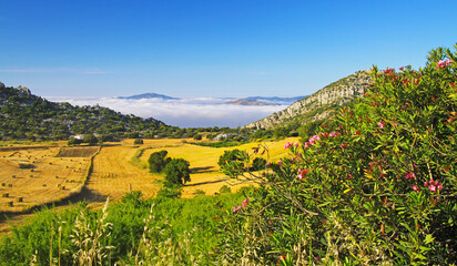 Beautiful rural quiet yellow green landscape valley, olive grove, hills, sea of low morning stratus clouds, agriculture fields, Axarquia, Montes de Malaga, Spain - obrazy, fototapety, plakaty