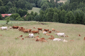 Krowy pasące się na łące, okolice Sokołowska, województwo dolnośląskie, lipiec 2021
