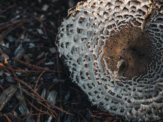close up of mushroom
