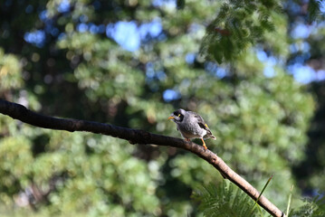 Noisy miner bird, Manorina melanocephala, perched on a bare branch, partially in shade, with sunlit greenery in the background