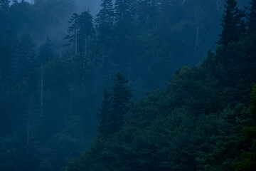 Fototapeta na wymiar Single Pine Sticks Out From The Deep Green Ridge