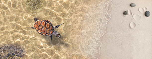 Image for 3d floor. Underwater world. Turtle. Top view Изображения для 3д пола. Подводный мир. Вид сверху 