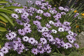 Obraz premium Dimorphotheca