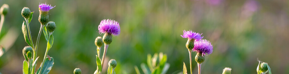 panoramic view of thistle on green color bokeh background	