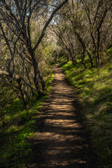 Fototapeta na wymiar Straight Trail Through Thick Forest and Shadows