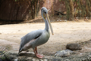 The great white pelican bird in garden at thailand