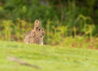 European rabbit close up in the wild