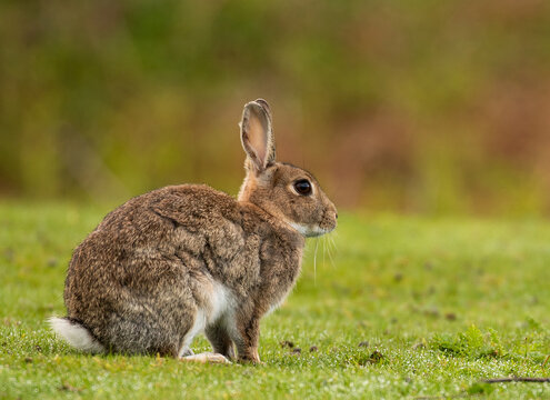 European rabbit close up in the wild